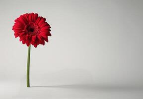 Single Red Gerbera Daisy Flower On White Background photo