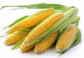Freshly Harvested Corn Cob Bundle With Husks photo