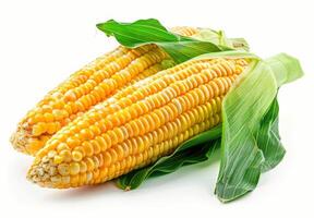 Two Fresh Corn Ears With Husks on White Background photo
