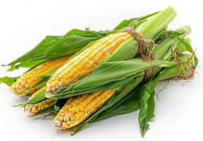 Freshly Harvested Corn Cob Bundle With Husks photo