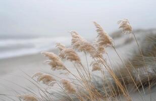 Tall Grass Swaying in the Coastal Wind on a Cloudy Day photo