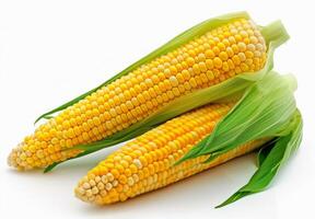 Two Fresh Corn Ears With Husks photo