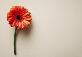 Single Red Gerbera Daisy Flower On White Background photo