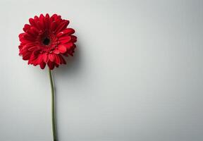 Single Red Gerbera Daisy Flower On White Background photo