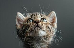 Close Up Of A Tabby Kitten Looking Up At The Camera photo