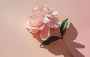 Single Pink Peony Flower With Green Stem and Leaves on a Light Tan Wall Background photo