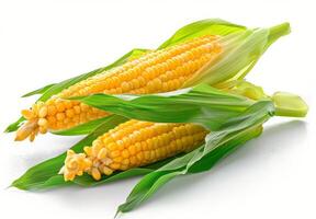 Two Fresh Corn Ears With Husks on White Background photo