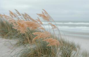 Tall Grass Swaying in the Coastal Wind on a Cloudy Day photo