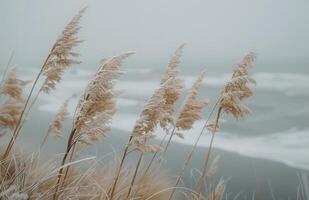 Tall Grass Swaying in the Coastal Wind on a Cloudy Day photo