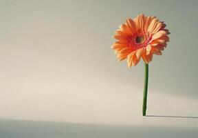 Single Pink Gerbera Daisy in Sunlight on White Background photo