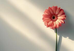 Single Pink Gerbera Daisy in Sunlight on White Background photo