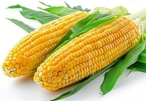 Two Fresh Corn Ears With Husks on White Background photo