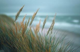 Seagrass Blowing in the Wind on a Sandy Beach photo