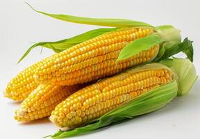 Freshly Harvested Corn Cob Bundle With Husks photo