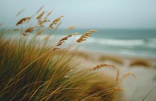 Seagrass Blowing in the Wind on a Sandy Beach photo