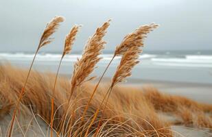 Tall Grass Blowing in the Wind on a Misty Beach photo