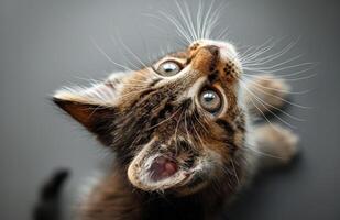 Close Up Of A Tabby Kitten Looking Up At The Camera photo
