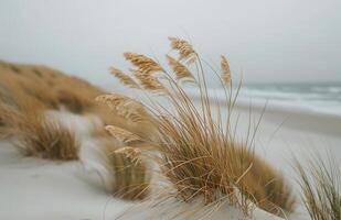 Tall Grass Swaying in the Coastal Wind on a Cloudy Day photo