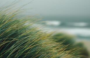 Seagrass Blowing in the Wind on a Sandy Beach photo