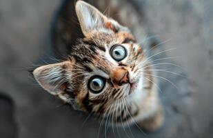 Close Up Of Tabby Kitten Looking Up With Curious Expression photo