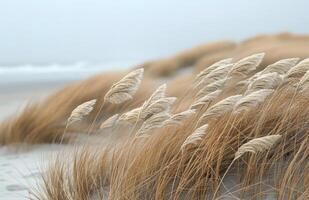Tall Grass Blowing in the Wind on a Misty Beach photo