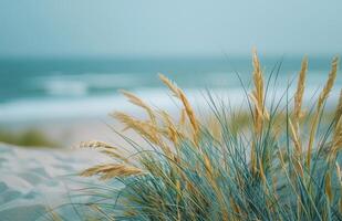 Seagrass Blowing in the Wind on a Sandy Beach photo