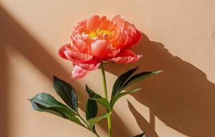 Single Pink Peony Flower With Green Stem and Leaves on a Light Tan Wall Background photo