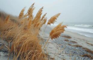 Tall Grass Blowing in the Wind on a Misty Beach photo