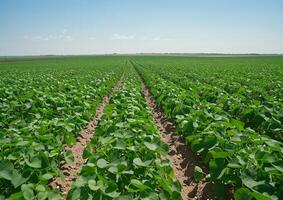Soybean Field Rows on a Sunny Day photo