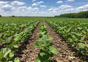 Soybean Field Rows on a Sunny Day photo