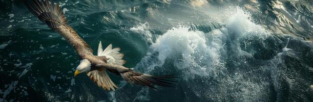 Bald Eagle Soaring Over Ocean Waves On Sunny Day photo
