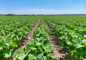 Soybean Field Rows on a Sunny Day photo