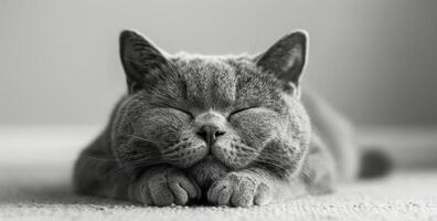 A Grey Cat Sleeping on a Carpet in Black and White photo