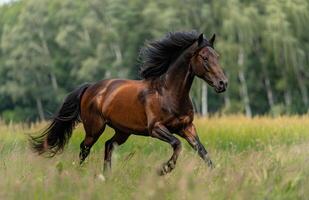 Bay Horse Running Through Green Meadow in Summer photo