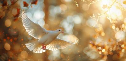 White Dove Flying Through Golden Bokeh photo