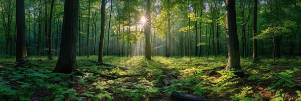 Sunbeams Through Dense Forest Trees in Morning Light photo
