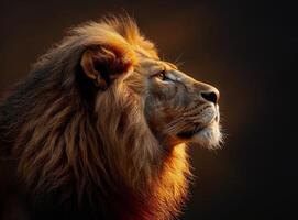 Majestic Male Lion Looking Upward in Golden Light photo