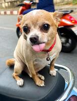 Little brown chihuahua sticks out its tongue sitting on a motorcycle photo