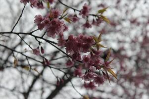 Deep pink flowers are in full bloom on small branches photo