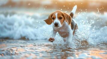 A happy beagle puppy runs through the ocean waves at sunset, splashing water as it joyfully bounds towards the shore. photo