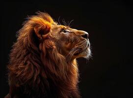 Majestic Male Lion Looking Upward in Golden Light photo