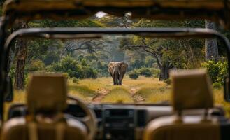 Tourists Viewing Elephant In African Safari Vehicle photo