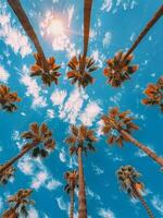 Palm Trees Reaching for the Sun on a Sunny Day photo