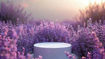 White Cylinder Product Display in Purple Lavender Field at Sunset photo