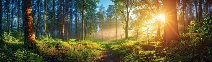 Sunbeams Illuminating A Forest Floor in Early Morning Light photo
