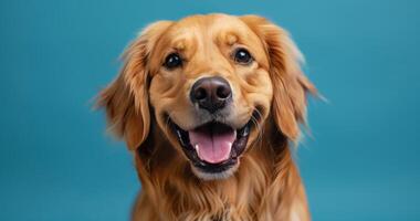 Golden Retriever Dog Smiling Against Blue Background photo