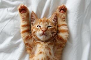 Adorable Orange Tabby Kitten Sleeping on White Bedding With Paws Raised photo