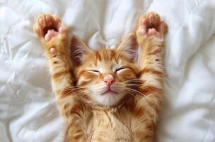 Adorable Orange Tabby Kitten Sleeping on White Bedding With Paws Raised photo