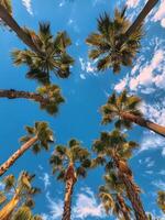 Palm Trees Reaching for the Sun on a Sunny Day photo