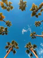 Looking Up at Palm Trees Against a Blue Sky on a Sunny Day photo